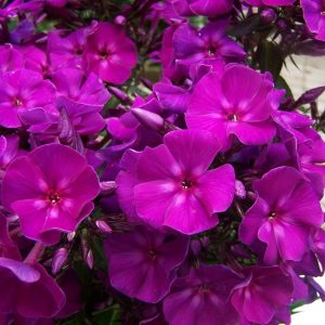 Phlox pan, Roberta