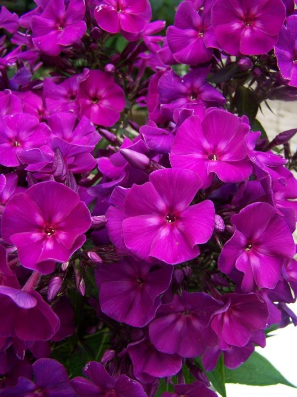 Phlox pan, Roberta