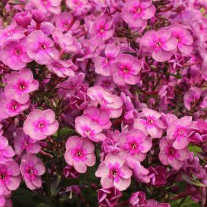 Phlox pan, Smokey®
