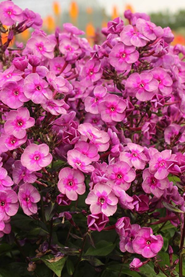 Phlox pan, Smokey®
