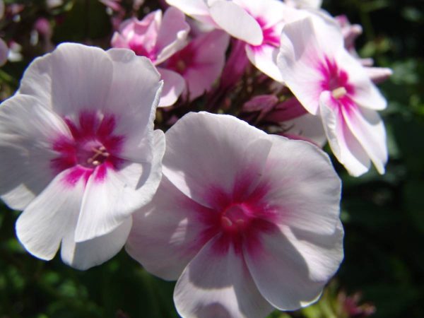 Phlox pan, Swizzle®