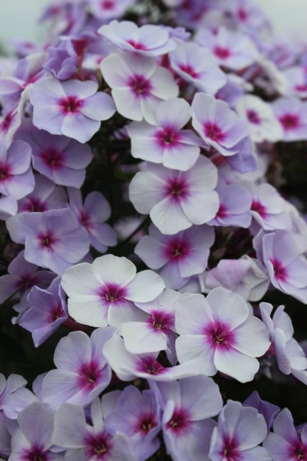 Phlox pan, Swizzle Blue®