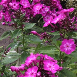 Phlox pan, Tatjana