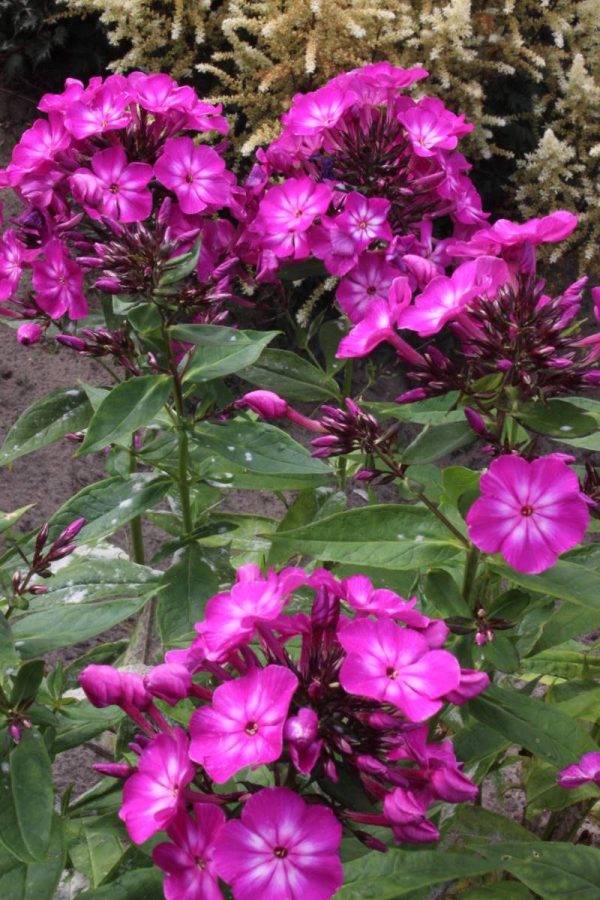 Phlox pan, Tatjana