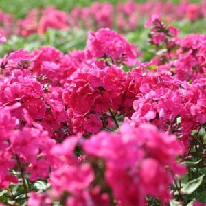 Phlox pan, Tenor