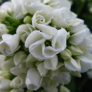 Phlox pan, Tiara®