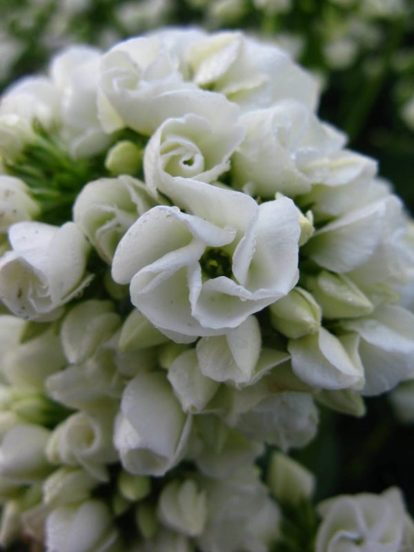 Phlox pan, Tiara®