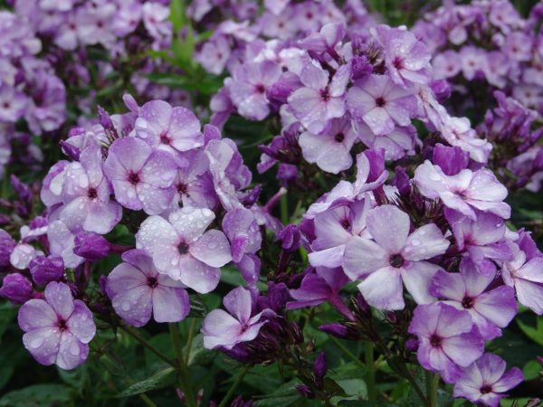 Phlox pan, Jeff's Blue®