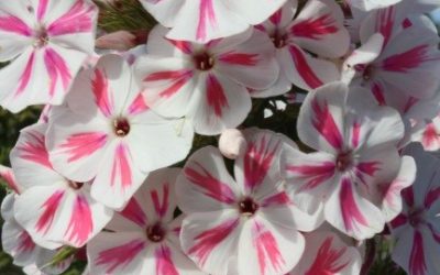 Phlox paniculata Twist® Series