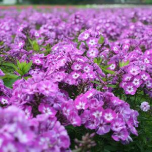 Phlox pan, Uspech
