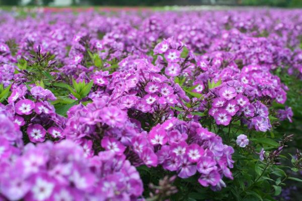 Phlox pan, Uspech