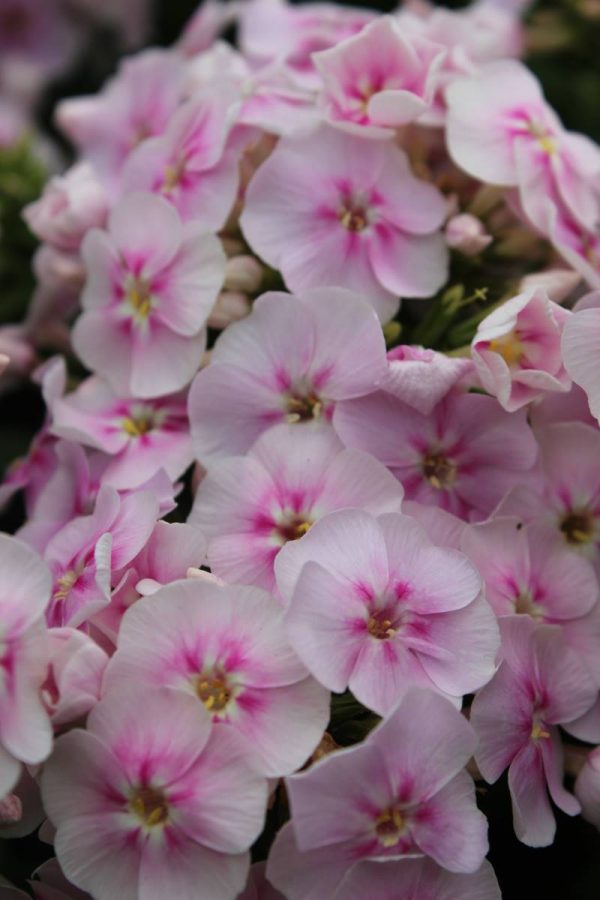 Phlox pan,Younique® Bicolor®