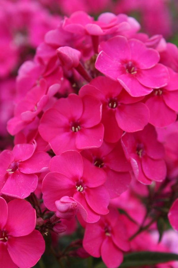 Phlox pan,Younique® Old Cerise