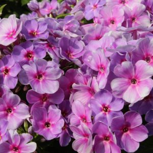 Phlox pan,Younique® Mauve®
