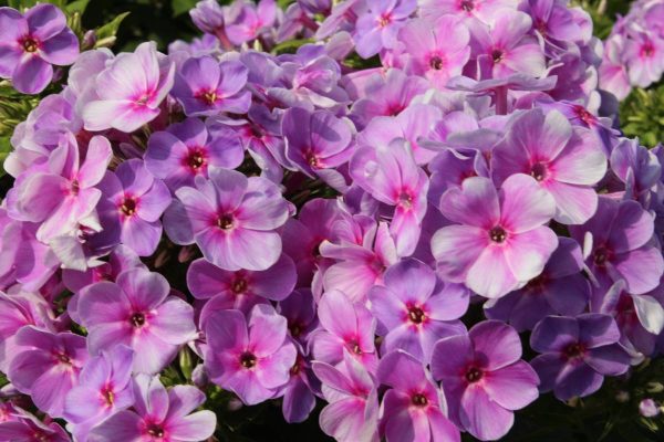 Phlox pan,Younique® Mauve®