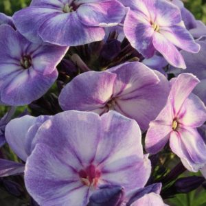 Phlox pan,Younique® Old Blue®