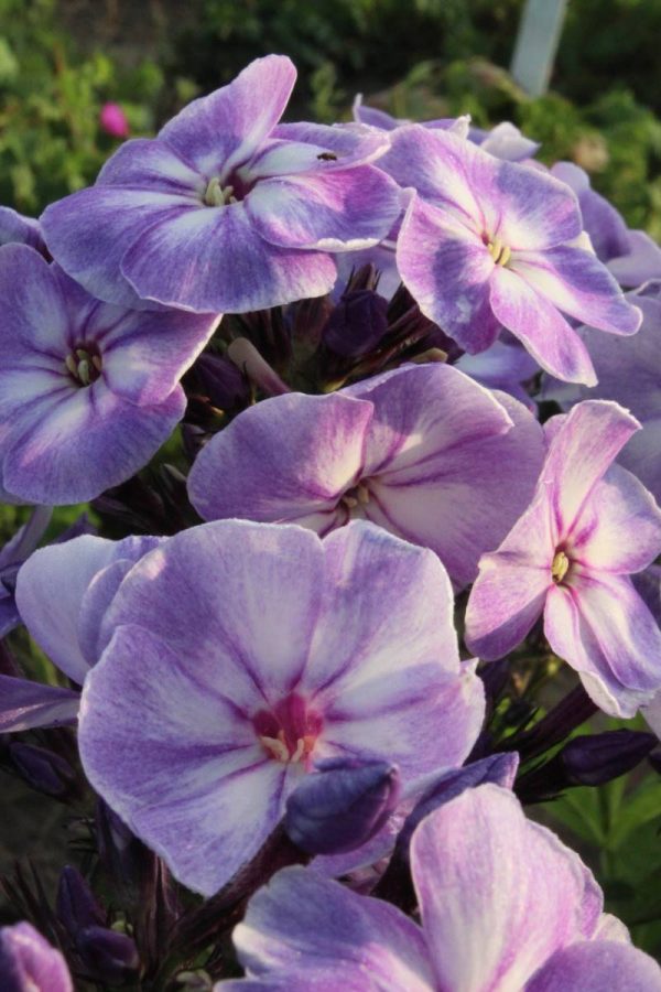 Phlox pan,Younique® Old Blue®