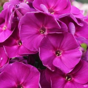 Phlox paniculata Younique® Purple