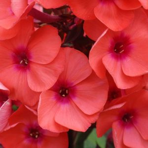 Phlox paniculata Younique® Orange