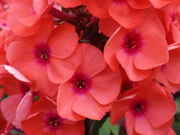 Phlox paniculata Younique® Orange