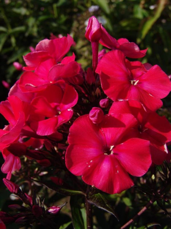 Phlox pan,Younique® Red®