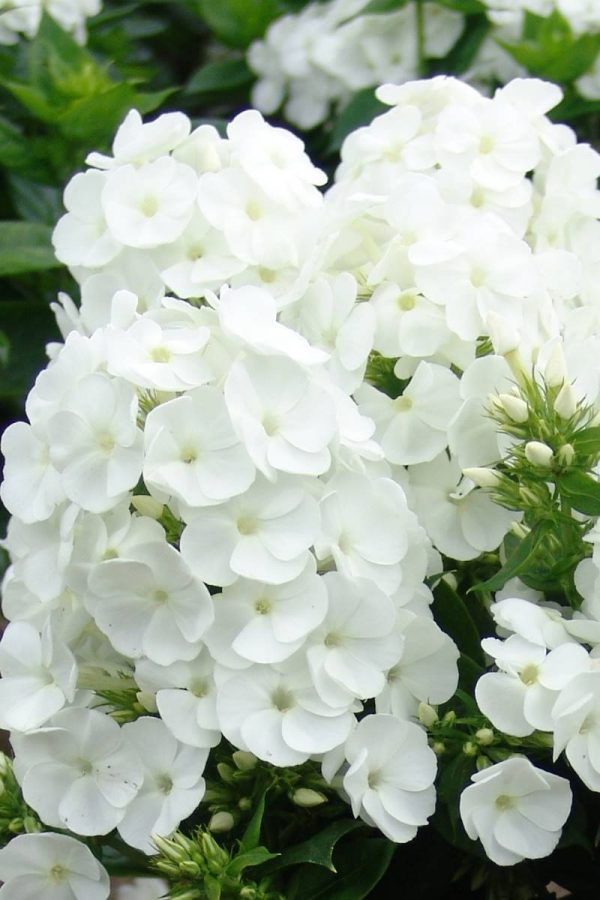 Phlox pan,Younique® White®