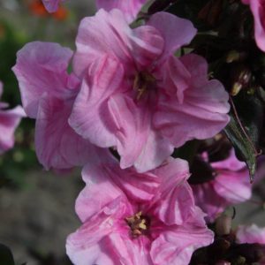 Phlox pan, Zenobia®