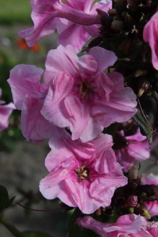 Phlox pan, Zenobia®