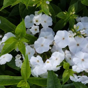 Phlox paniculata Zoë
