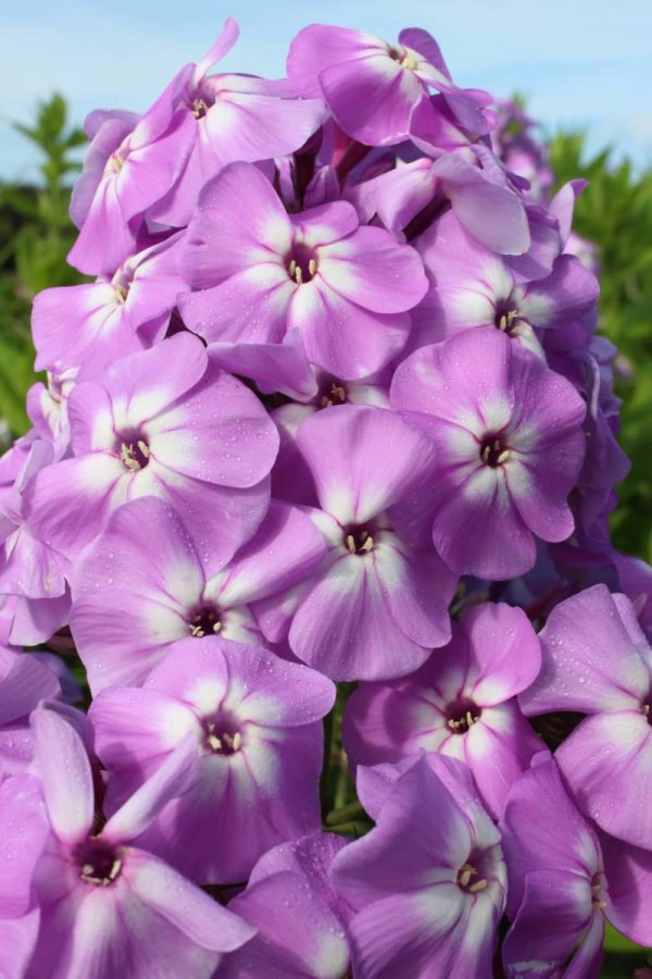 Phlox amplifolia Goliath
