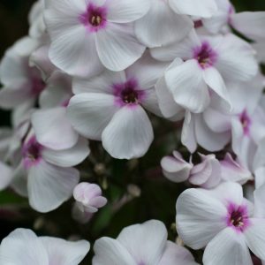 Phlox pan, Europa