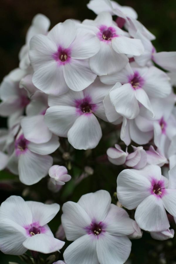Phlox pan, Europa
