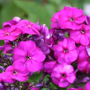 Phlox pan, The King