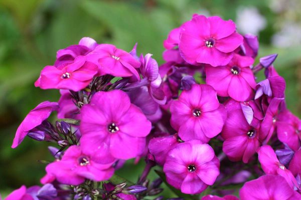 Phlox pan, The King