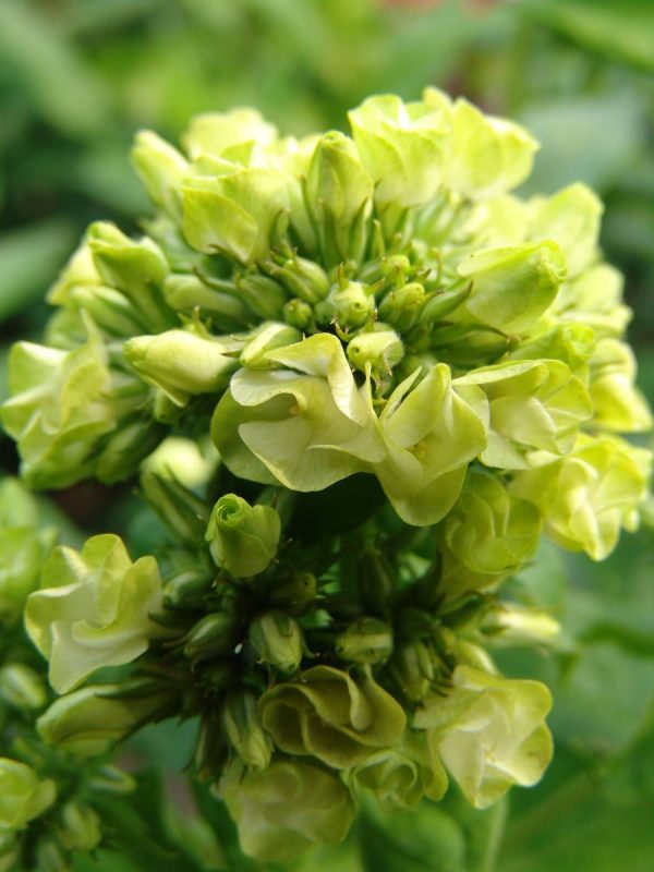 Phlox pan,Babje Leto