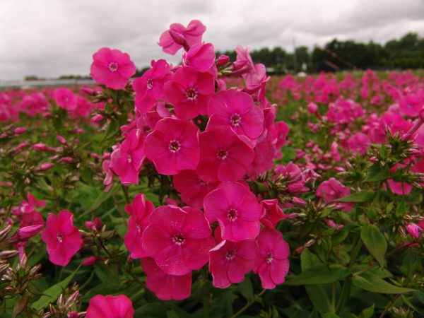 Phlox pan, Candy Floss®