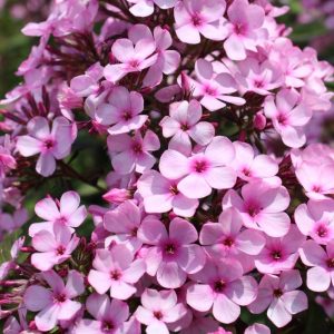 Phlox pan, Chocolate