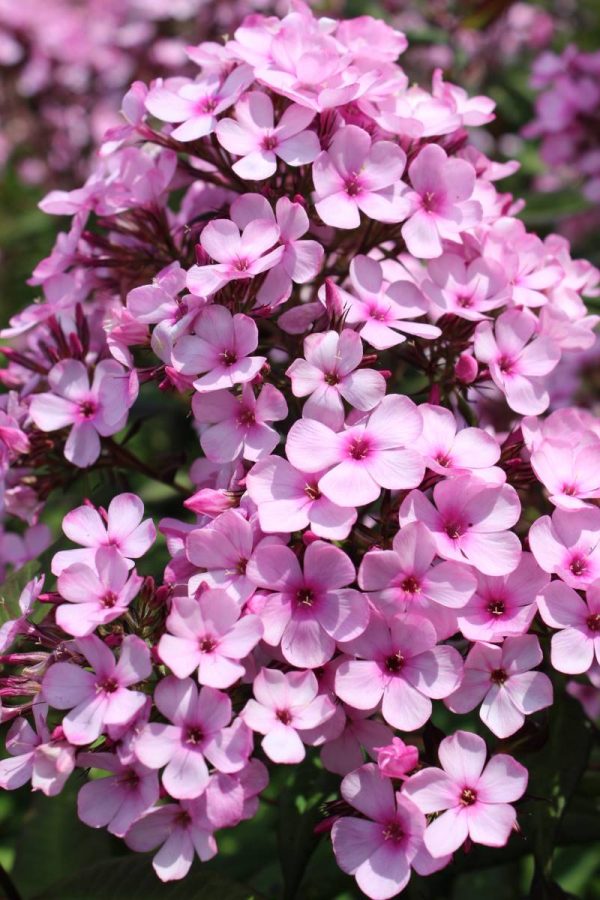 Phlox pan, Chocolate