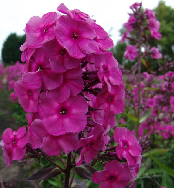Phlox pan, Classic Cassis®