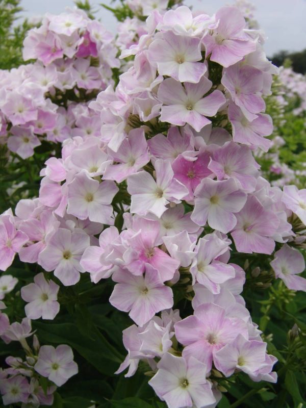 Phlox pan, Cool Water®
