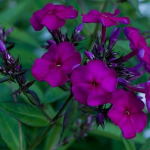 Phlox pan, Düsterlohe