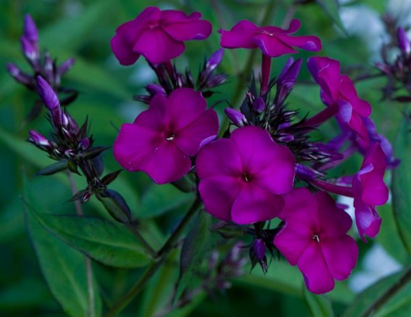 Phlox pan, Düsterlohe
