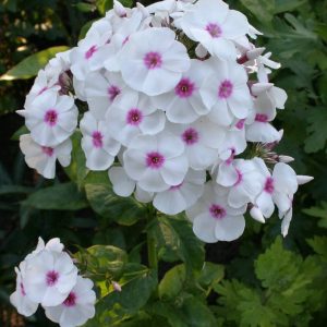 Phlox paniculata on variety