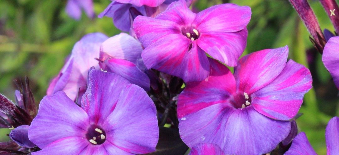 Phlox paniculata Individuals® Series