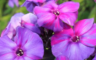 Phlox paniculata Individuals® Series