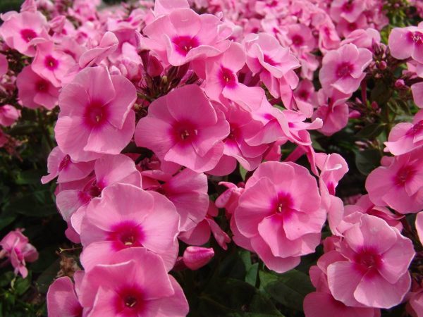 Phlox pan, Jeff's Pink®