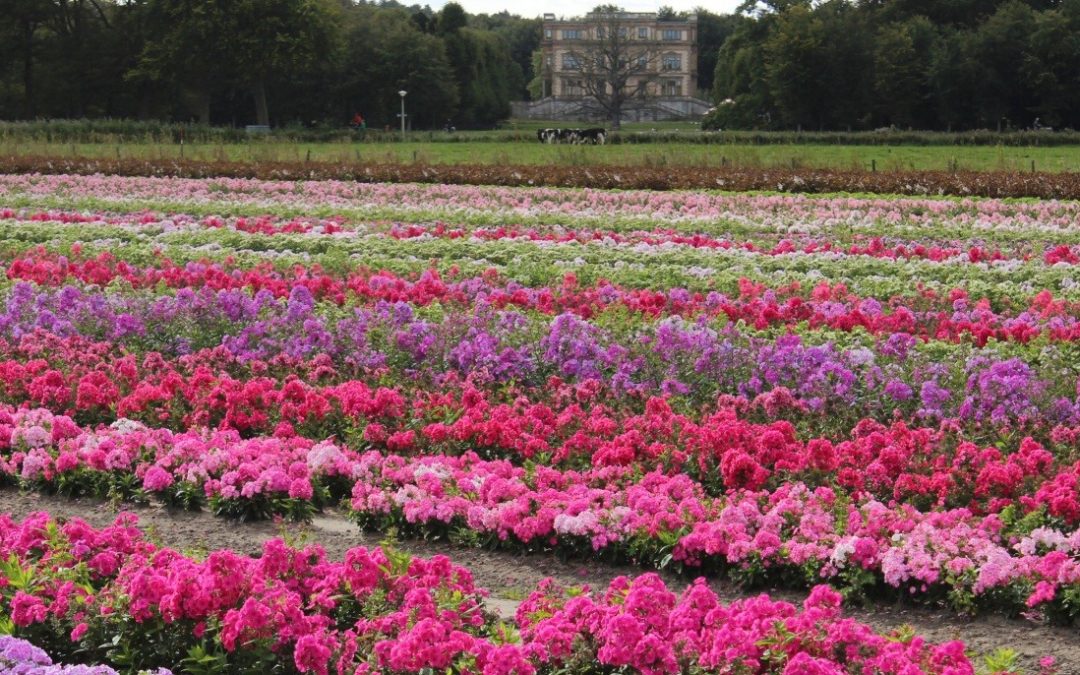 Phlox paniculata Potpourri® Series