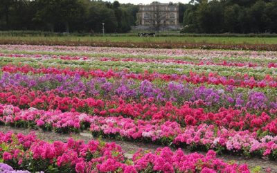 Phlox paniculata Potpourri® Series