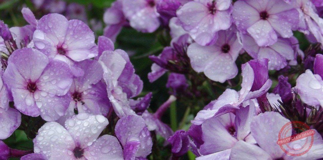 Phlox paniculata Top Shelf plus® Series