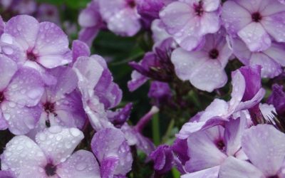 Phlox paniculata Top Shelf plus® Series